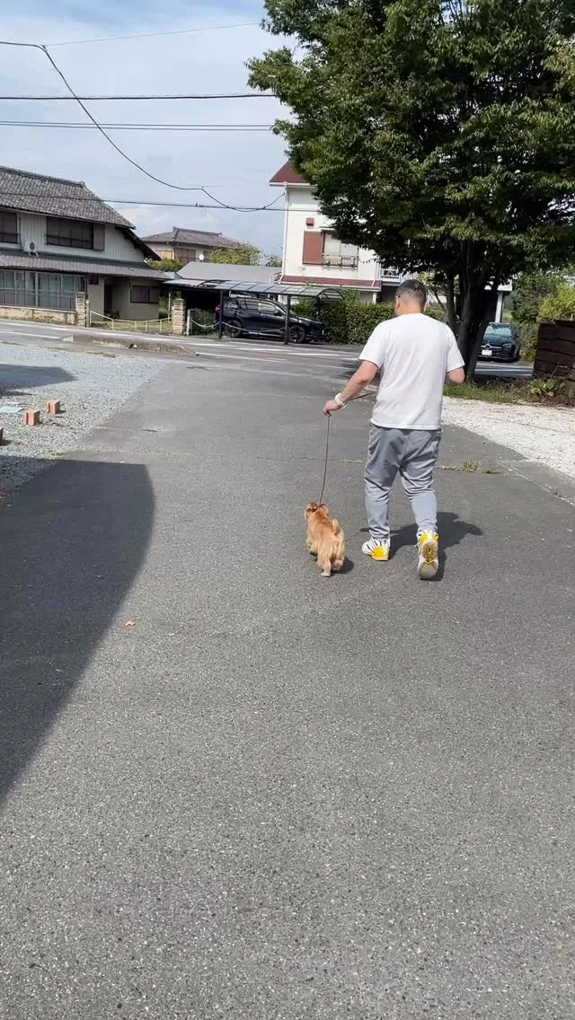 ◯ドッグショー◯